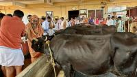 HH Swamiji's visit to Shri Venkatramana Temple Goshala at Karkala (14 Feb 2025)